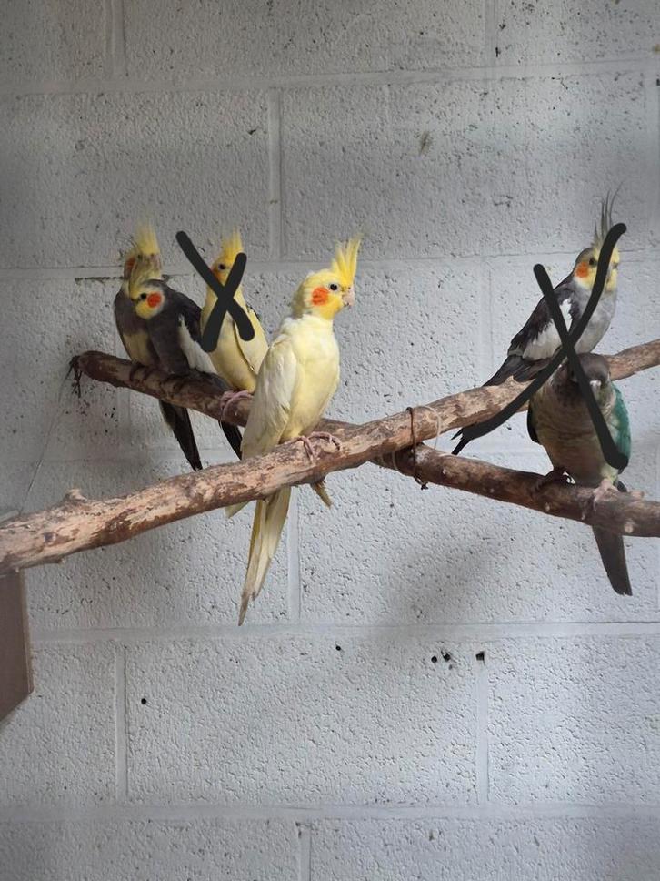 A vendre 4 calopsite, Animaux & Accessoires, Oiseaux | Perruches & Perroquets