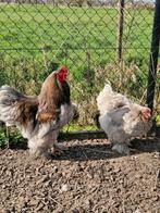 Broedeieren brahma blauw, Dieren en Toebehoren