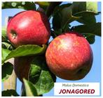 HALFSTAM APPELS oa JONAGORED, GALA, JAZZ, TOPAZ.. : 22€/stuk, Tuin en Terras, Planten | Tuinplanten, Ophalen of Verzenden, Lente