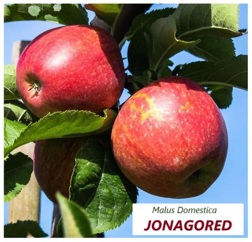 HALFSTAM APPELS oa JONAGORED, GALA, JAZZ, TOPAZ.. : 22€/stuk, Tuin en Terras, Planten | Tuinplanten, Vaste plant, Fruitplanten