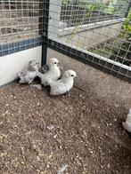hollandse kriel met kuikens, Dieren en Toebehoren, Pluimvee