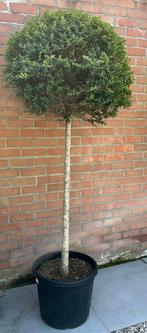 Ligustrum 2m, Halfschaduw, Ophalen of Verzenden, 100 tot 250 cm