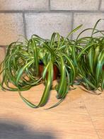 2 graslelie planten, Huis en Inrichting, Kamerplanten, Groene kamerplant, Ophalen, Overige soorten, Minder dan 100 cm