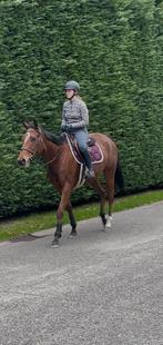 Super lieve en brave allrounder merrie, Dieren en Toebehoren, Paarden, Zadelmak, 3 tot 6 jaar, 160 tot 165 cm, Recreatiepaard