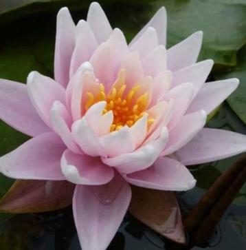 Waterlelies  stekken te koop 10 euro., Tuin en Terras, Vijvers, Ophalen