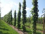 Zuilvorm amberbomen 9 op voorraad 300 cm hoog, Tuin en Terras, Ophalen