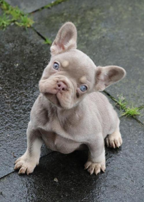 Prachtig Isabella tan Frans Bulldog teefje - 9 wkn -, Dieren en Toebehoren, Honden | Bulldogs, Pinschers en Molossers, Teef, Bulldog