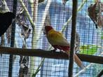 Rosella rubino, Dieren en Toebehoren, Vogels | Parkieten en Papegaaien, Vrouwelijk, Parkiet, Geringd
