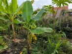 Musa Sikkimensis Manipur Massive, Ophalen of Verzenden, Winter