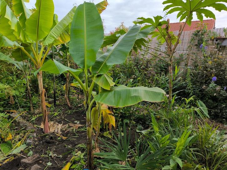 Musa Sikkimensis Manipur Massive, Tuin en Terras, Planten | Tuinplanten, Winter, Ophalen of Verzenden