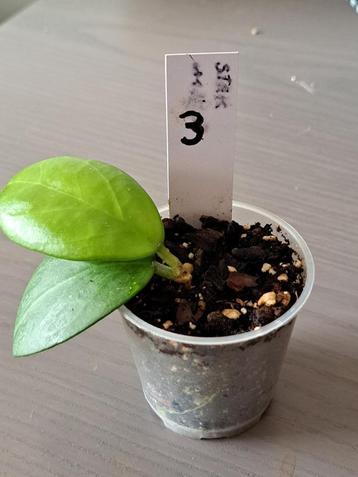 3 - Hoya sunshine-mb 1594 gewortelt  beschikbaar voor biedingen