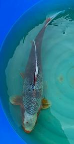 Asagi, Dieren en Toebehoren, Vissen | Vijvervissen, Karper of Koi