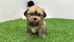 Nestjes Lhasa Apso pups, Dieren en Toebehoren, België, Overige rassen, CDV (hondenziekte), 8 tot 15 weken