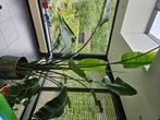 Grote kamerplant strelitzia, Huis en Inrichting, Kamerplanten, Ophalen, 200 cm of meer, Overige soorten, In pot