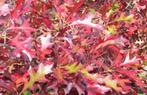 Amerikaanse eik of Quercus rubra, Tuin en Terras, Planten | Bomen, Ophalen