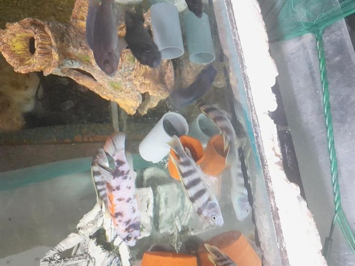 Labidochromis perlmutt, Animaux & Accessoires, Poissons | Poissons d'aquarium, Poisson d'eau douce, Poisson