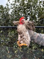 Haan, Dieren en Toebehoren