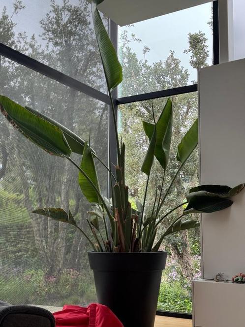 Grote mooie strelitzia in design outdoor pot, Huis en Inrichting, Kamerplanten, Overige soorten, 200 cm of meer, Bloeiende kamerplant
