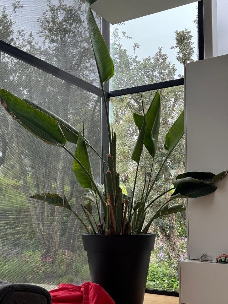 Grote mooie strelitzia in design outdoor pot, Huis en Inrichting, Kamerplanten, Overige soorten, 200 cm of meer, Bloeiende kamerplant