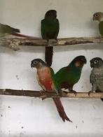 Pyrrhura cruentata, Dieren en Toebehoren, Meerdere dieren, Parkiet, Geringd