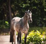 SPOED GEZOCHT springpaarden van 3 tot 13 jr, Dieren en Toebehoren, Paarden, Springpaard, Ruin, L, 7 tot 10 jaar