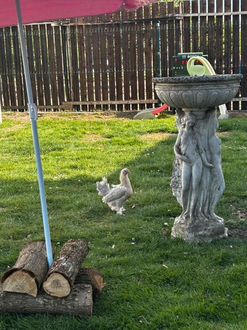 Sabelpootkriel hen halfvolwassen, Dieren en Toebehoren, Pluimvee