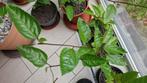Tropische Passievrucht planten, Huis en Inrichting, Kamerplanten, Ophalen, Fruitplant, In pot, Minder dan 100 cm