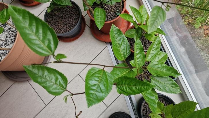 Tropische Passievrucht planten, Huis en Inrichting, Kamerplanten, Fruitplant, Minder dan 100 cm, Bloeiende kamerplant, Volle zon