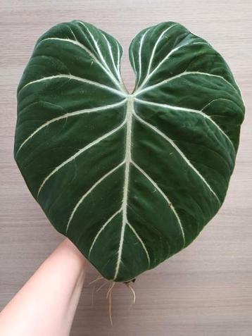 Philodendron gloriosum 'zebra' beschikbaar voor biedingen