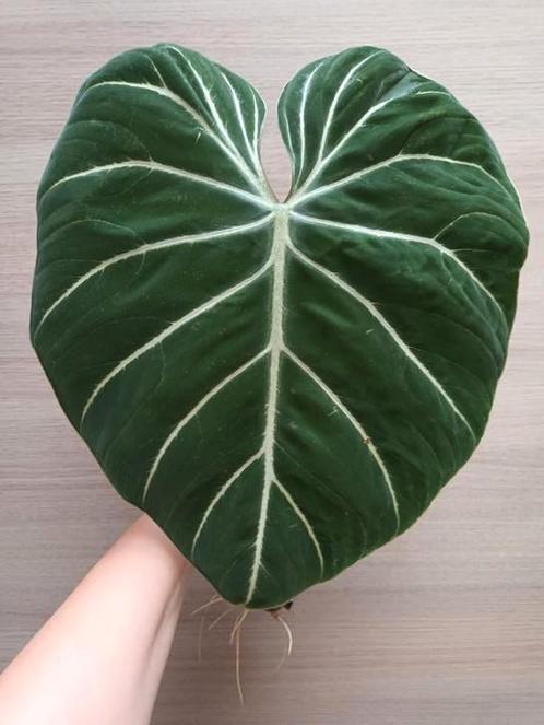 Philodendron gloriosum 'zebra', Huis en Inrichting, Kamerplanten, Ophalen of Verzenden