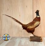 Kleurrijke Opgezette grote Fazant / taxidermy pheasant