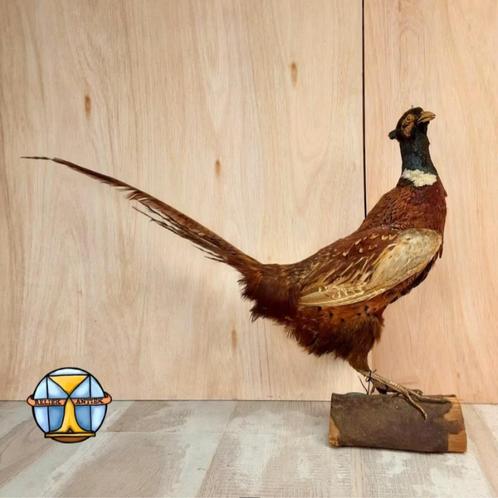 Kleurrijke Opgezette grote Fazant / taxidermy pheasant, Animaux & Accessoires, Oiseaux | Oiseaux Autre