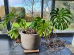 Gatenplant - Monstera Deliciosa - Betonnen pot, Ophalen, Overige soorten, Halfschaduw, In pot