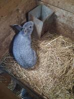 Belgisch zilver voedster, Dieren en Toebehoren, Konijnen, Vrouwelijk, Groot, 0 tot 2 jaar