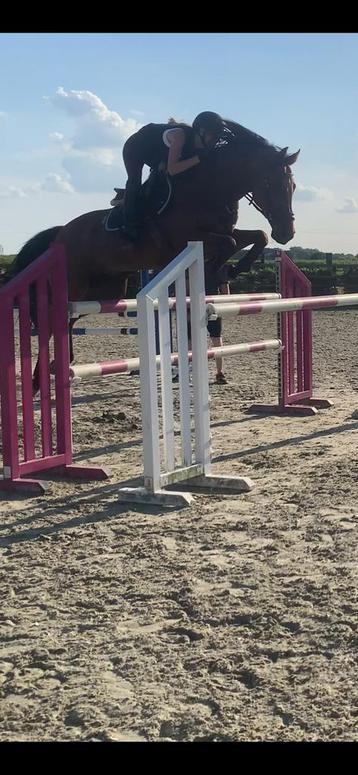 Gouden 15-jarige springruin beschikbaar voor biedingen
