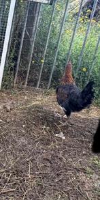 kip/haan, Dieren en Toebehoren, Kip