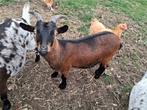Te Koop: gecastreerde bokjes, Dieren en Toebehoren, Schapen, Geiten en Varkens