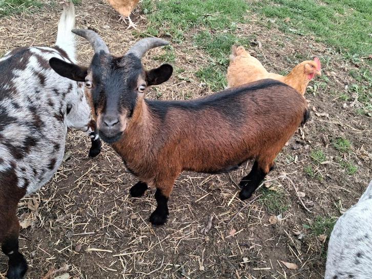 Te Koop: gecastreerde bokjes, Dieren en Toebehoren, Schapen, Geiten en Varkens