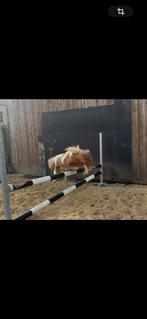 Hengsten veulen, Dieren en Toebehoren, Maart, Mannelijk