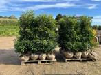 Coniferen en groenblijvende hagen, Tuin en Terras, Ophalen, Conifeer, Haag, 100 tot 250 cm