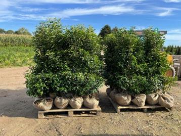 Coniferen en groenblijvende hagen beschikbaar voor biedingen