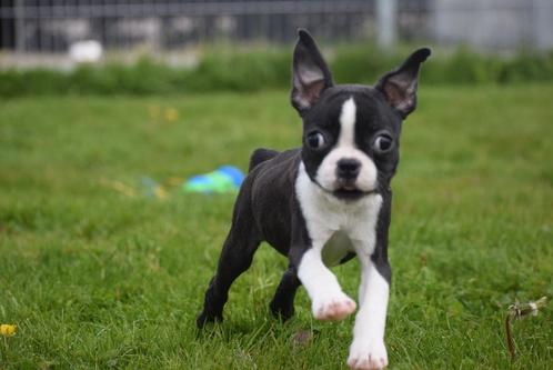 Boston terrier pups nieuw nestje, Dieren en Toebehoren, Honden | Jack Russells en Terriërs, Meerdere dieren, Overige rassen, Fokker | Professioneel