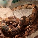 Boa imperator vrouw, Dieren en Toebehoren, Reptielen en Amfibieën, Amfibie, Tam, 3 tot 6 jaar