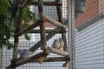 Jonge zebravinken, Dieren en Toebehoren, Meerdere dieren, Tropenvogel
