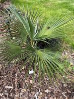 Trachycarpus princeps x nanus, Tuin en Terras, Ophalen of Verzenden, Lente, Minder dan 100 cm, Palmboom