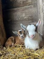 2 geitenbokjes, Animaux & Accessoires, Moutons, Chèvres & Cochons, Mâle, Chèvre, 0 à 2 ans