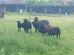 Ouessant, Animaux & Accessoires