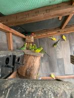 Grasparkieten, Dieren en Toebehoren, Parkiet