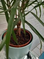 Kamerplant dracaena hoogte 53 in pot 73, Huis en Inrichting, Kamerplanten, Ophalen, In pot