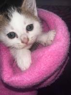 Kleine kitten zoekt een nieuw huisje, Animaux & Accessoires, Jouets pour chats, Enlèvement ou Envoi